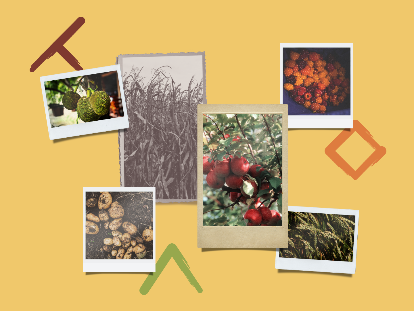 Collage of plants including breadfruit, wild berries, corn, apples, wheat, and potatoes.