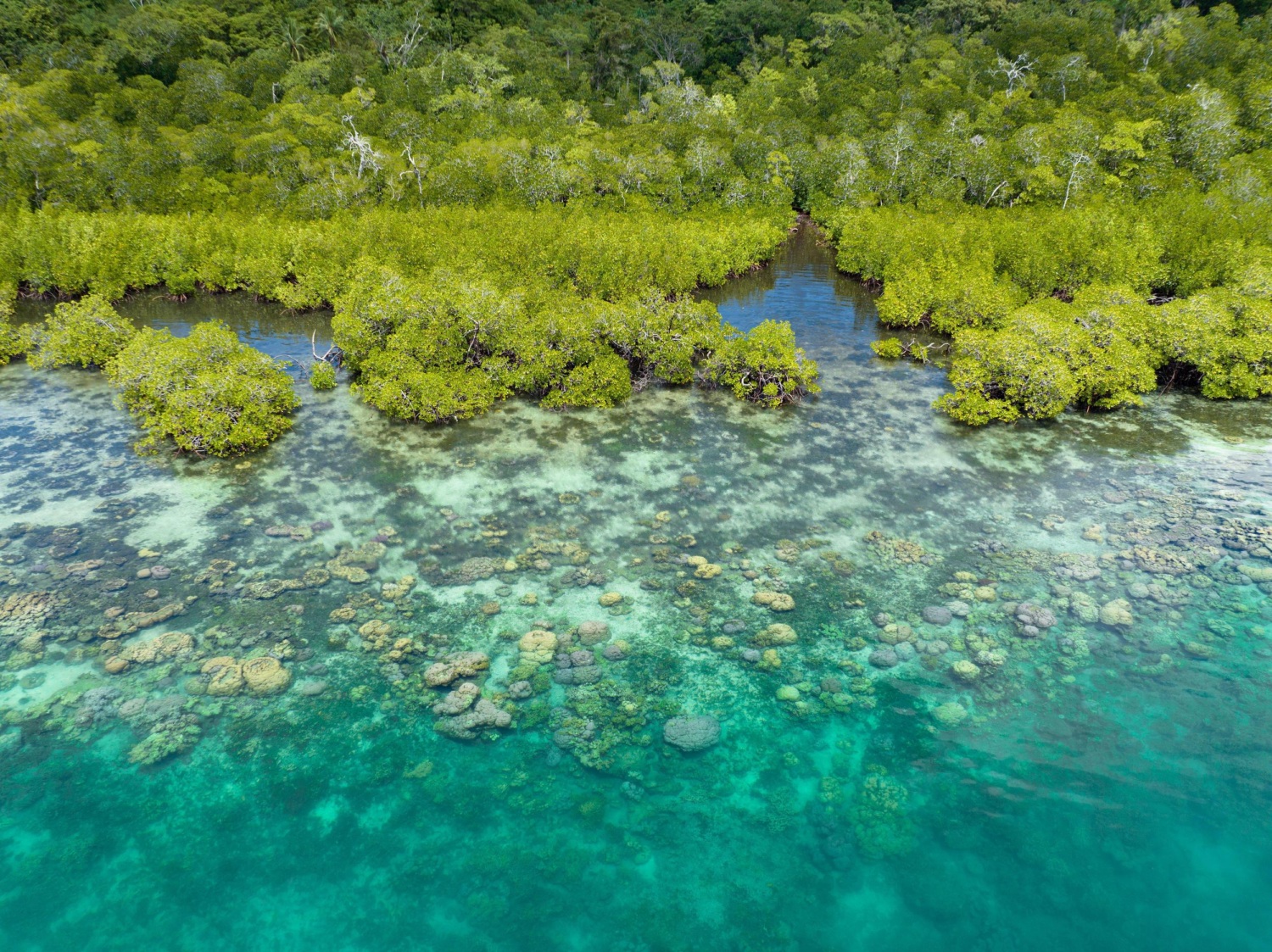 A scenic mangrove forest is fringed by a healthy coral reef in the Solomon Islands.