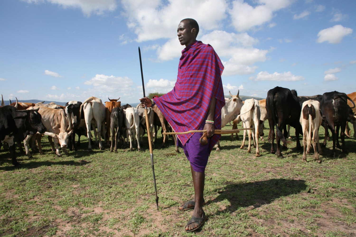 Maasai man standing in front of cattle looking into the distance.