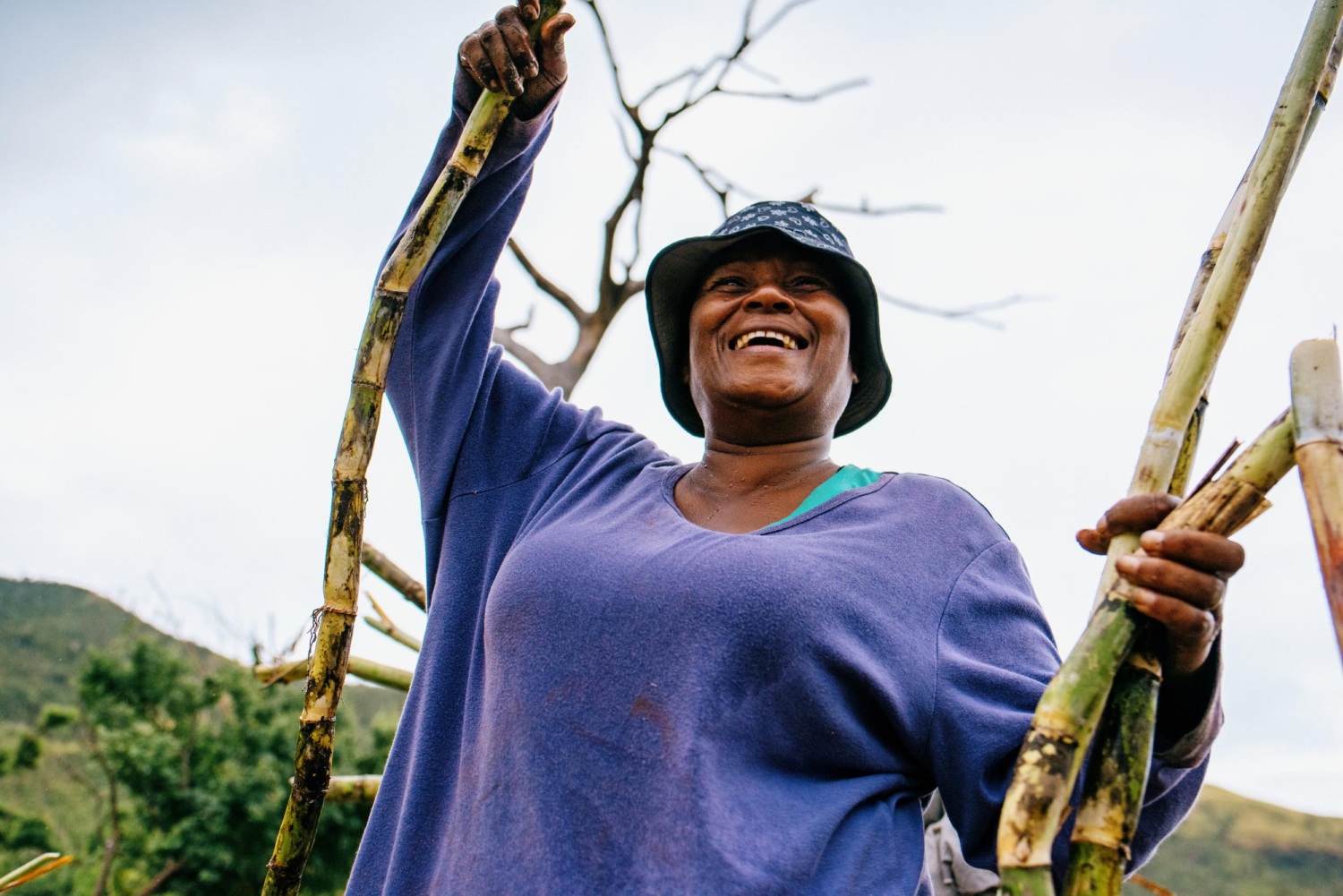 Woman from the Vatusekiyasawa village cane gang holding stalks of sugarcane that will be cut into foot long sections and planted in plowed fields from which sugarcane will sprout.