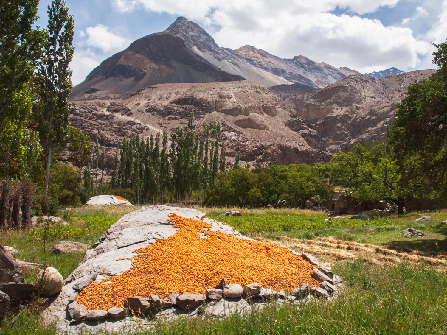 Heap of apricots drying on a large stone in the Pamirs, Tajikistan