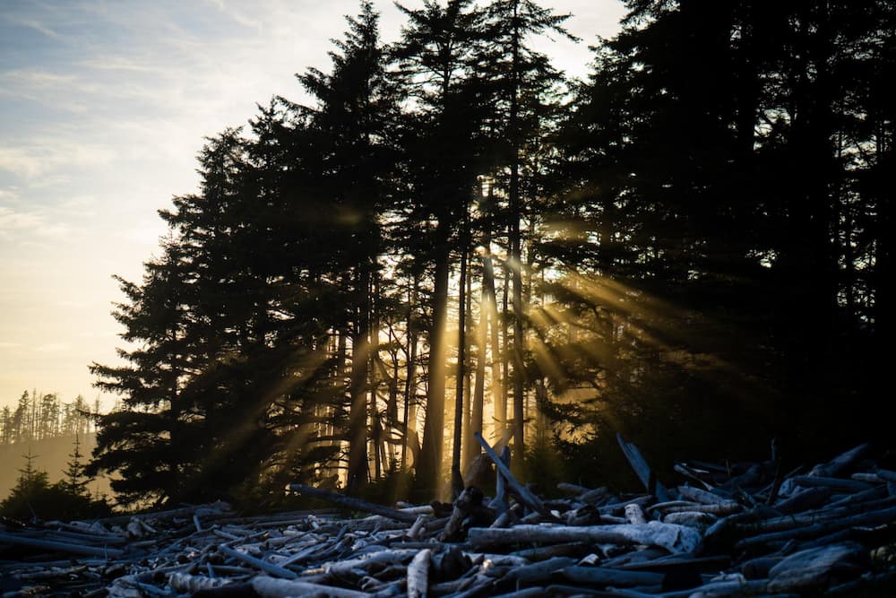 The sun shines through a fringe of forest on Kruzof Island, Alaska