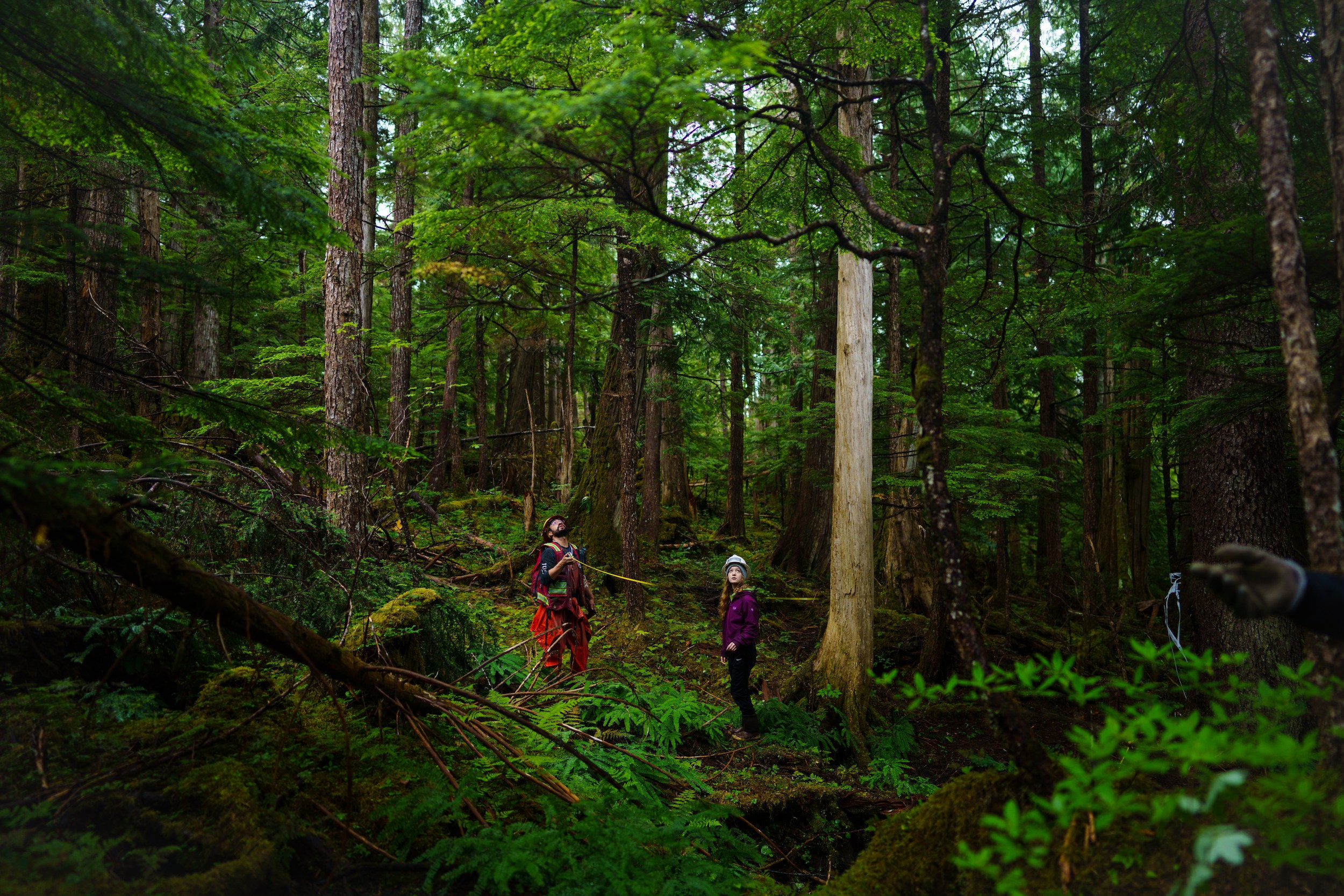 Michael Melendrez of the US Forest Service teaches Olivia Vickers of Alaskan Youth Stewards how to measure the hight of an old growth cedar.