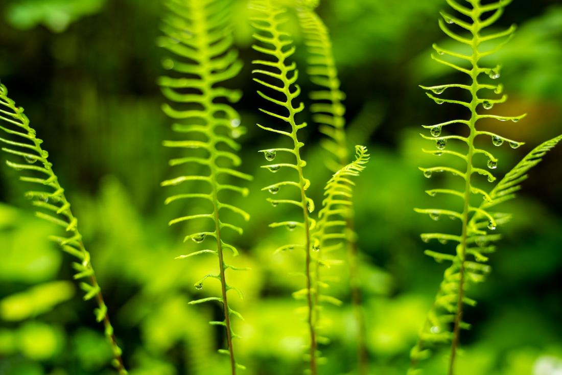 Close-up of beautiful dewy ferns in The Tongass National Forest.