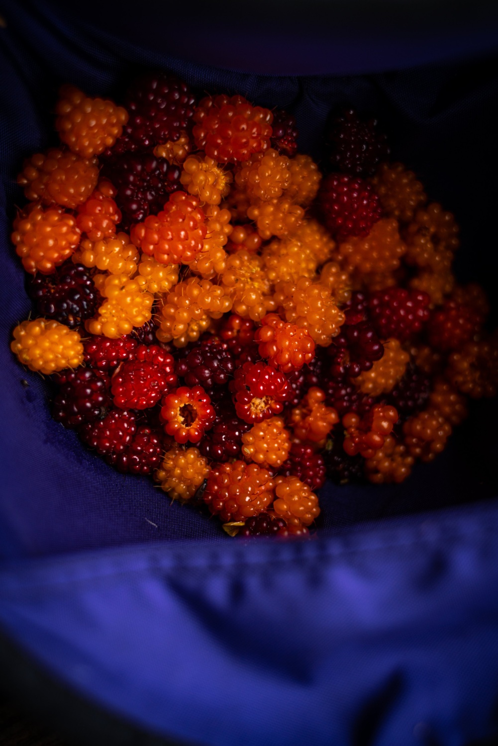 Salmon berries being harvested for personal use.