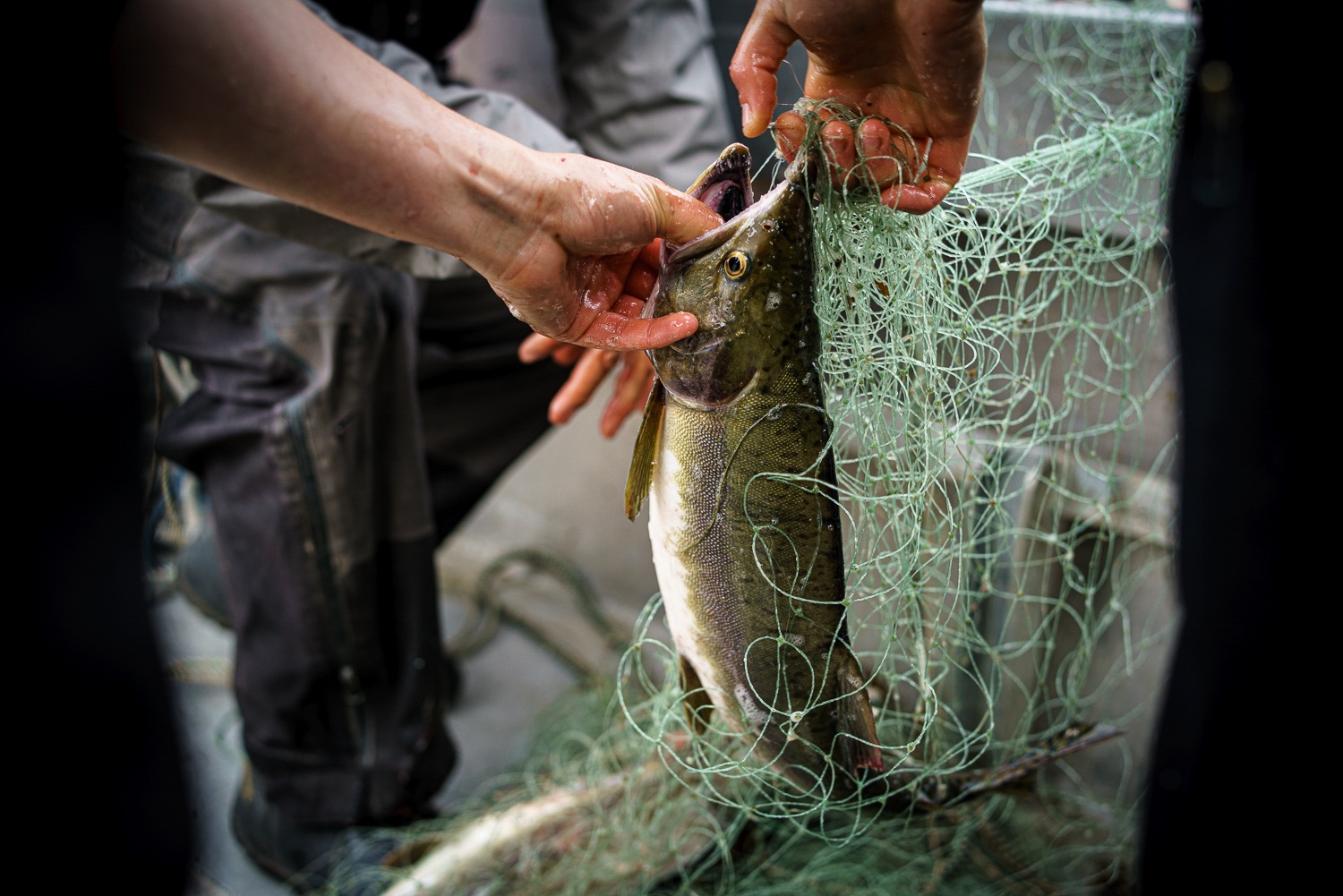 Close-up view of pink salmon being pulled from a net for harvesting