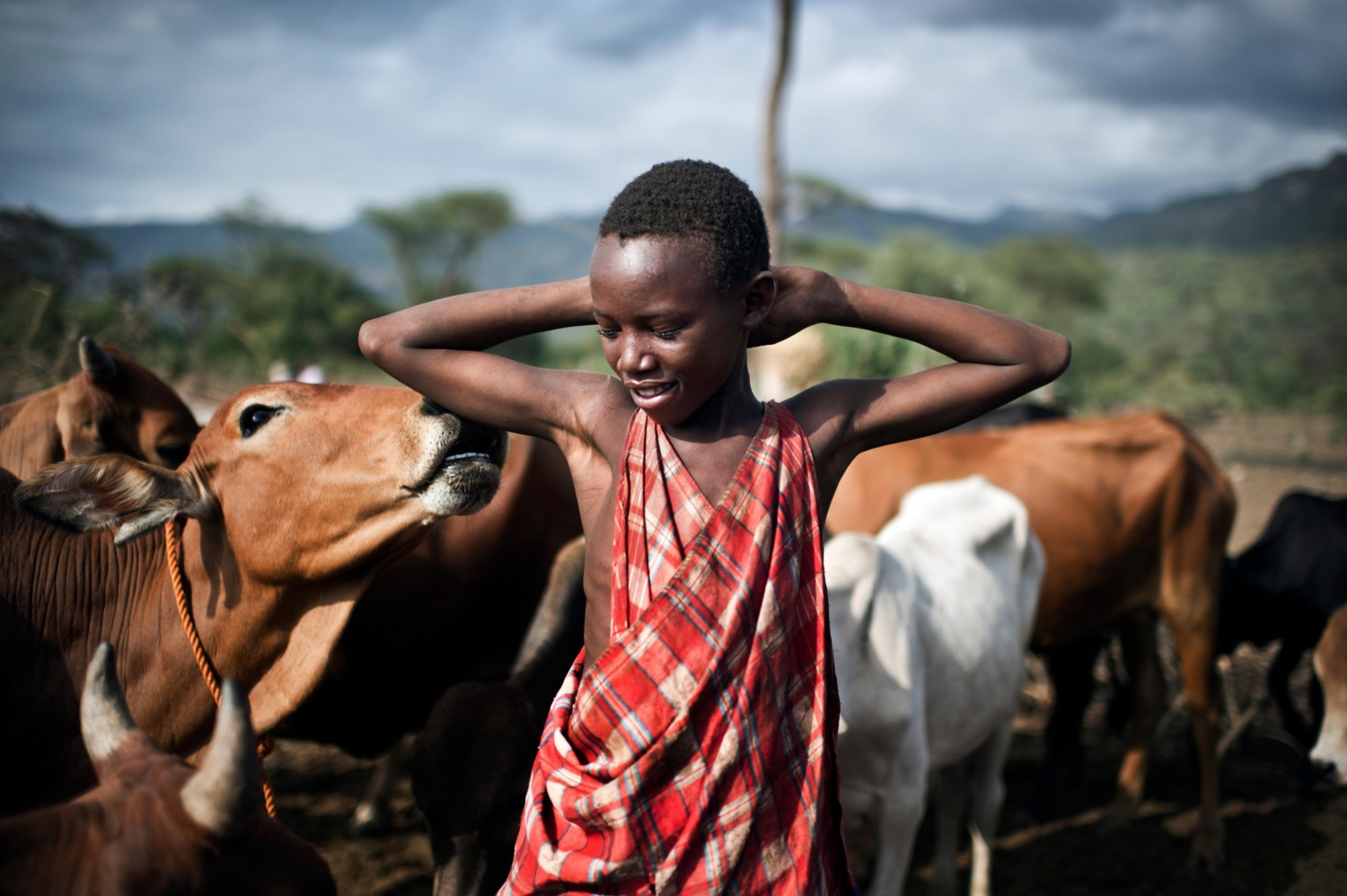 Nine year old Albert Mkatia smiles and looks down while standing in front of cattle, with his arms up and hands behind his head.