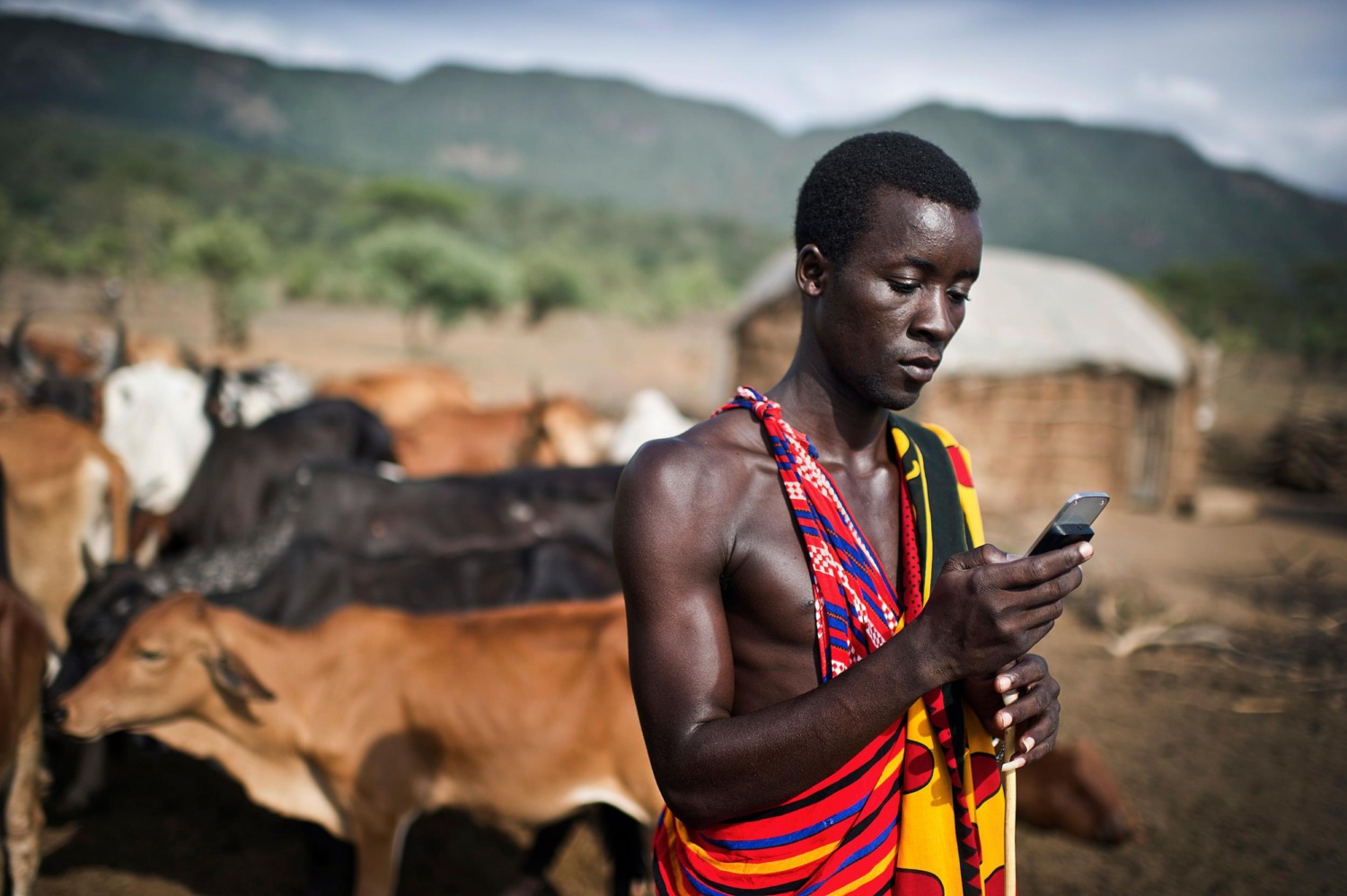 20 year old Maasai teacher Isaac Mkalia uses his mobile phone as he stands next to his pastoralist neighbor's cows.