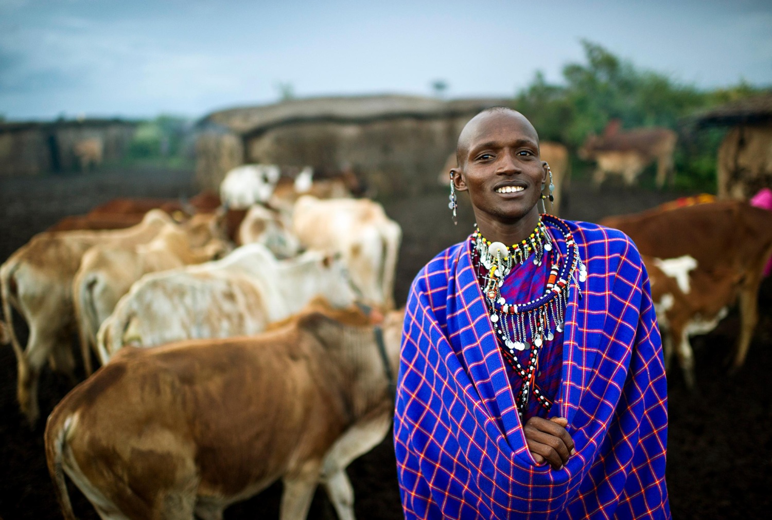 Maasai man (28) smiling, looking at the camera, stands in front of his cattle at home in the evening.