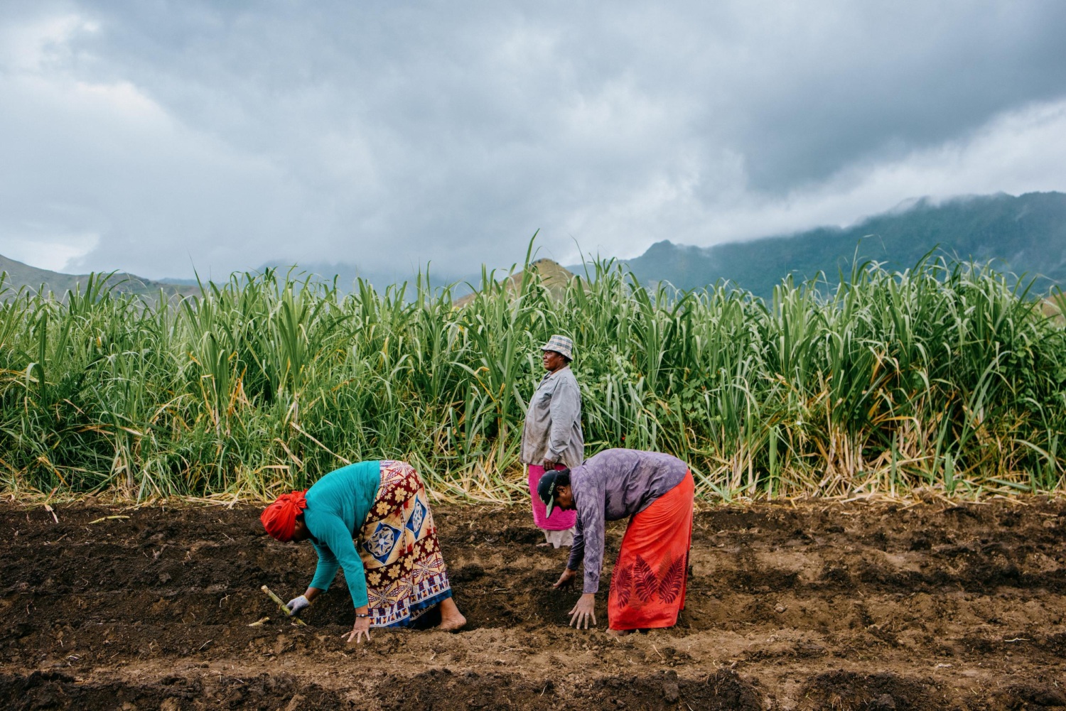 Ladies planting sugarcane in Fiji.