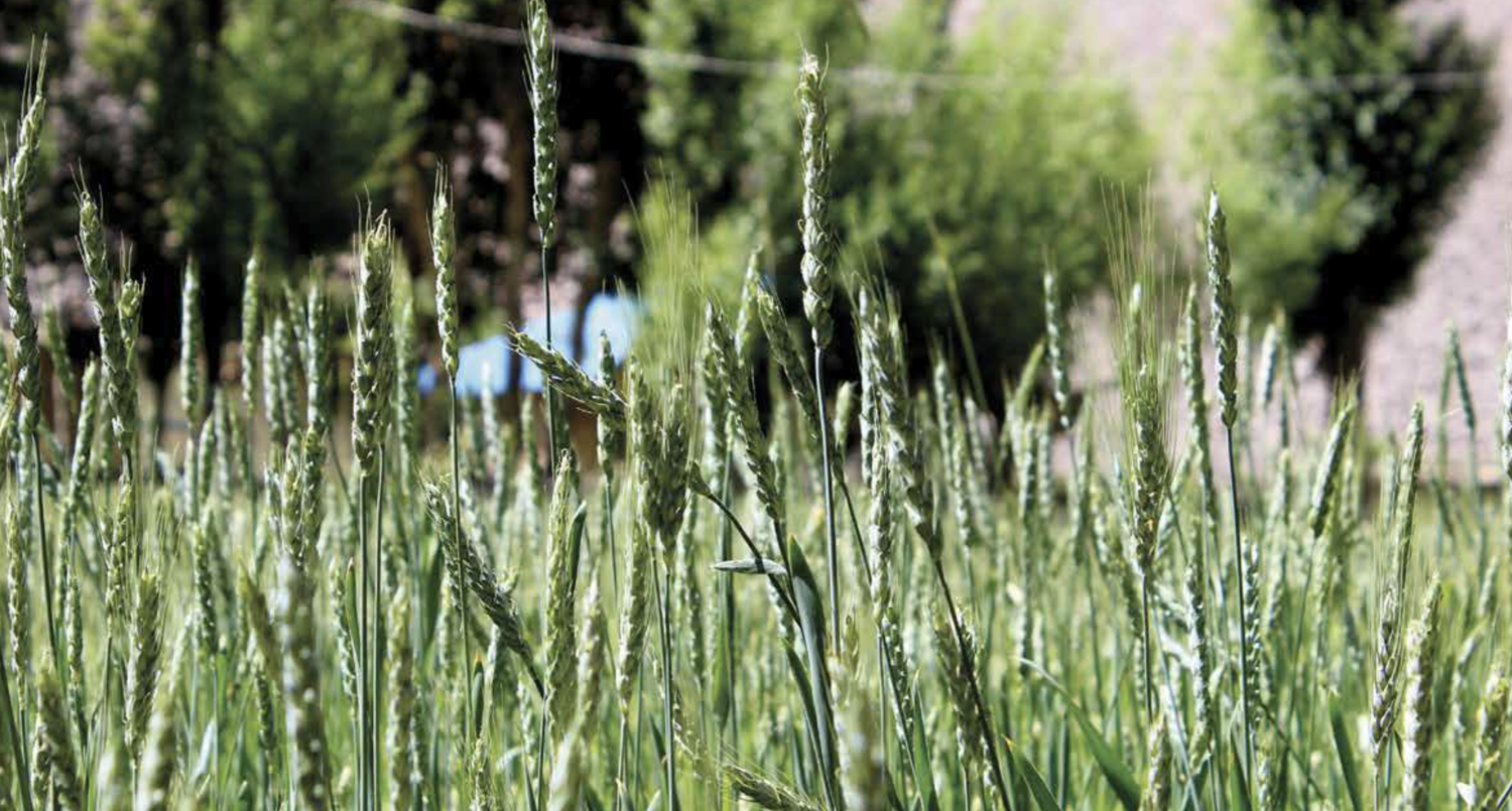Wheat fields in Batang Valley